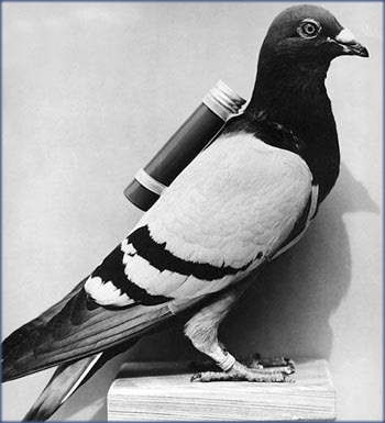 carrier pigeon