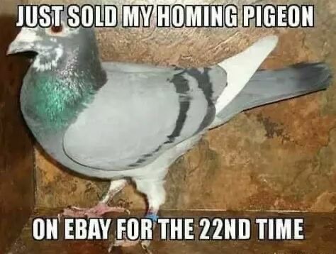 Pigeon